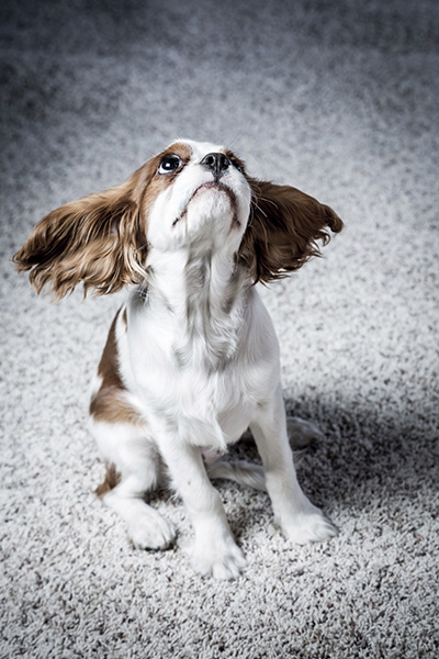 Pet Hair Cleaning